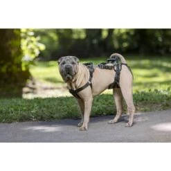 PetSafe CareLift Hebegeschirr Für Hunde Beige/ Schwarz M 7 PetSafe CareLift Hebegeschirr Für Hunde Beige/ Schwarz M -Haustierprodukte 00230fc493a2fa8245378b8cc6046073102c120f 1481153 de DE 15acbfa97ec816b0798a5969f11ddf9e37fad4caUd8lts