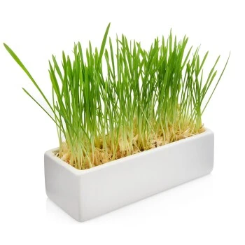 Canadian Cat Company Futterbar Cat Diner Grau/ Weiß 4 Canadian Cat Company Futterbar Cat Diner Grau/ Weiß – Bild 4