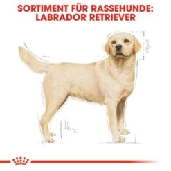 ROYAL CANIN Labrador Retriever Adult 12 Kg -Haustierprodukte 0fd6544b3929e2d70d0fdf71aff449666b66b55e c1482dc18e750c386b499feb71ddb619e49b18c5