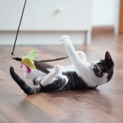 Schlitzohr Katzenangel Federanhänger 5x 18 Schlitzohr Katzenangel Federanhänger 5x -Haustierprodukte 11ed2d225658009b8abd2f7334a71527c7d32c64 1484675 de DE 2194cc6dae193c9b0d821763f83834cddf74faa5Q2fI5o