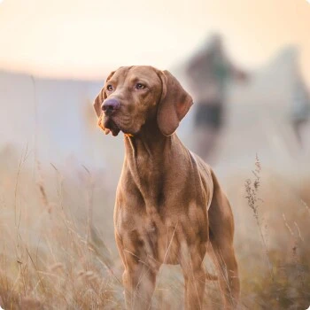 REAL NATURE Adult Rind Mit Ital. Schinken 6x800 G 4 REAL NATURE Adult Rind Mit Ital. Schinken 6x800 G – Bild 4