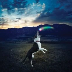 Nite-ize Nite Ize GlowStreak LED Ball 8 Nite-ize Nite Ize GlowStreak LED Ball -Haustierprodukte 43e2b2f69678f8bd9a4783234d4d2f0f6539de2c aa0d4fe645719d25b1229e63d789e39274accd93