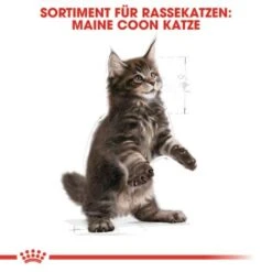 ROYAL CANIN Maine Coon Kitten 4 Kg 11 ROYAL CANIN Maine Coon Kitten 4 Kg -Haustierprodukte 5363adbcd5720069c9dee834c28d247ed6c58d7d 78d41fa69f58c3708158103686f8d71d73464eed