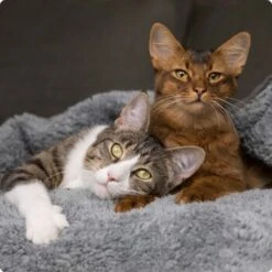 SELECT GOLD Senior Acceptance 6x400 G -Haustierprodukte 536de371626fbac7381fe51ce63607aedfae0cd8 1099803 de DE 4 Select Gold Cat 3