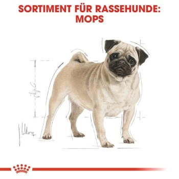 ROYAL CANIN Mops Adult 3 Kg 5 ROYAL CANIN Mops Adult 3 Kg – Bild 5