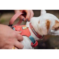 Ruffwear Hi & Light™ Halsband Pink XS -Haustierprodukte 5a485b30804486c1a98a1936c73016ca7791107a 1444304 de DE e94a35b8fbe8fd878b386a3714b4e7c5737520e83PvpSP