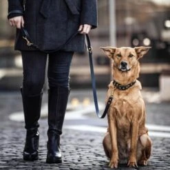 THE DOG IDEA Biothane Hundeleine Gold Khaki 7 THE DOG IDEA Biothane Hundeleine Gold Khaki -Haustierprodukte 622d13db3c996c3a8e2ec8f4ede001aaa78320e9 1655423 de DE 01b2176a917ca11ea55be7a01d9a2ab678a246c6dMtwON