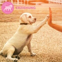 ADAPTIL Junior Halsband Anti Stress Erziehungshalsband 17 ADAPTIL Junior Halsband Anti Stress Erziehungshalsband -Haustierprodukte 67b89bee3850f699c65a5983d0d06574d2ec9208 1287044 7