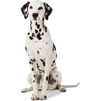 MORE Liegeplatz Cord LOOKS By Wolfgang Joop M 4 MORE Liegeplatz Cord LOOKS By Wolfgang Joop M – Bild 4