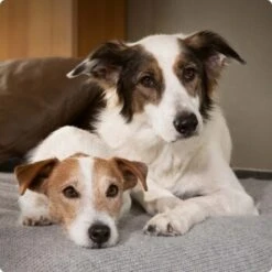 SELECT GOLD Sensitive Senior Maxi Lamm & Reis 4 Kg 11 SELECT GOLD Sensitive Senior Maxi Lamm & Reis 4 Kg -Haustierprodukte 6abb6915af23c615d0cf74853b0a3bb663e7931c 1096086 de DE 4 Select Gold Dog 2