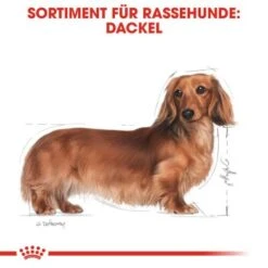 ROYAL CANIN Dachshund Adult 7,5 Kg -Haustierprodukte 6bc39c31593f9bc89375c029cfa8d6914efbbdb7 9422ca18fd32d71dc307cc6117ea0029d9bf5647
