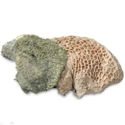 ProCani Buy Nature Pansen Grün 16x500 G 5 ProCani Buy Nature Pansen Grün 16x500 G -Haustierprodukte 71a8a83dd756fbb16781bf6cc22fc4476cf3d110 1408847 de DE Pansen Napf Aufsicht 2