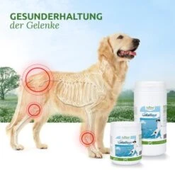 Aniforte CollaMove Kollagen Dog 250 G 10 Aniforte CollaMove Kollagen Dog 250 G -Haustierprodukte 75672215f1f4fcca3f8e7213ec0ffd0d5d85569d 1457284 de DE ca37c283956d4c8fb795d57dc0dc2d5214500e79BOJusY