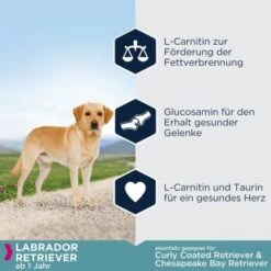 EUKANUBA Breed Specific Labrador Retriever 12 Kg 7 EUKANUBA Breed Specific Labrador Retriever 12 Kg -Haustierprodukte 7759d7148bcca10f74cbba4e63a8bc8e7586a20c 5eddc324ca4cd16b661e8f0f956a0577e0140b3a