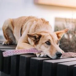 THE DOG IDEA Boho-Chic Hundeleine June 1,2 M -Haustierprodukte 803101f3242a39efaaa93e667a4c0ccc0534c558 1662738 de DE 9ae6d8cc0853bff05aacc9fa71108f2141b94818Xy2XA2