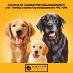 Pedigree Adult Plus 12x800g Rind Mit Fischöl, In Gelee -Haustierprodukte 83319e8563c9412ee0d0712ccdbaed0926004086 1100620 de DE pedigree 1