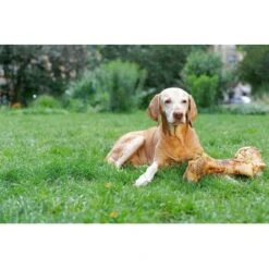 Irish Pure Giant Beef Bone 8 Irish Pure Giant Beef Bone -Haustierprodukte 86b097faf9a0196246935fbf5ce74d2766656c5a 1288899 de DE 690203a5b936f847408528d712bec5c6f6352a69nUjHKg