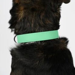 THE DOG IDEA Biothane Halsband Mint Mint S -Haustierprodukte 8d1a5f805460d30b5764d835ccc7075c7a97e817 1679174 de DE e9d0d70e6fbe2729d1d5025777841e5f97dcbb26MSdywL