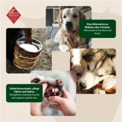 ChronoBalance Kuhmilch Käsestick (M) 2er Paket 8 ChronoBalance Kuhmilch Käsestick (M) 2er Paket -Haustierprodukte 9601d295b35f9676b7f908837c6a6701b7df7140 1418706 de DE 6e5d452c715e3c46c21bd7dd434bb74b98e2078fzCjb4S