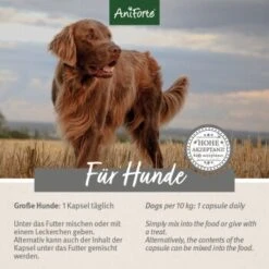 Aniforte Zecken Schild (35 Bis 50kg) Für Große Hunde 60 Kapseln -Haustierprodukte 97cec187f568c6d54681cdd255c40c480b160e91 1444358 de DE ffd45c07e5d1db9ca6ca2f6cb8b8fd03b27d87f7vfb8Nc