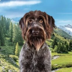 REAL NATURE Country Selection Adult 6x400g Mediterran Mit Büffel & Huhn -Haustierprodukte 994f675da00c981c1590f6030ee7cf430d718038 1237409004 de DE Real Nature Selection Dog Bild