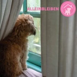 ADAPTIL Junior Halsband Anti Stress Erziehungshalsband 18 ADAPTIL Junior Halsband Anti Stress Erziehungshalsband -Haustierprodukte 9bbf7e6f41f83b5fa8b29d667d967c1e0968de59 1287044 8