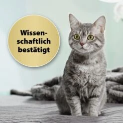 Felisept Home Comfort Set Diffusor + Flakon 45ml -Haustierprodukte 9c015fbf97e9da0b9557db7ed4b82ab2943cb9e3 1667495 3