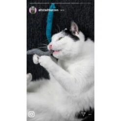 Kater Kasimir 3 Handgerollte Filzwürmchen Aus Schurwolle + 1 Mini-Flasche Katzenminze-Spray -Haustierprodukte 9f7ff512709dd50e91c430c3ac3ef7ee598f1a2a 1409266 de DE 1fc0cc3c919dcaaf28a0e442859a52c0a2aaef43Mb7rqZ