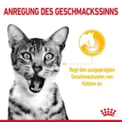 ROYAL CANIN SENSORY Smell Taste Feel Multipack In Soße 12x85g 12 ROYAL CANIN SENSORY Smell Taste Feel Multipack In Soße 12x85g -Haustierprodukte aaf4f24b202976e78ef79eaa360fbe8258cb6f4f 7f11fca3b2ba8572d6407f297b2211d167401aba