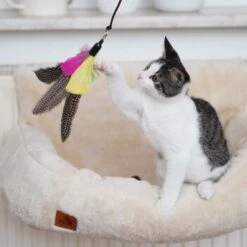 Schlitzohr Katzenangel Federanhänger 5x 17 Schlitzohr Katzenangel Federanhänger 5x -Haustierprodukte ac968f3e92fea38def92e5a7524fa7085dc78563 1484675 de DE ddb20d567bfb55f49958028f07ad50186cd87523xUAnfc