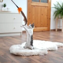 Schlitzohr Federwedel Birdy 3er Pack -Haustierprodukte ad71433917b4c75207a76b8cde2a63e28ac6a3f4 1659562 de DE 3439e97a8a6ef7574f0506829a0694961b8792bfHS2VqL