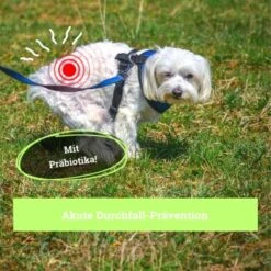 BeG Buddy Magen & Darm Tabletten Hund, Präbiotika Zur Darmsanierung, Verdauung, Durchfall, Blähungen -Haustierprodukte b0d65155feb4f347029c2e627c9f0e9c45789363 1653264 de DE da65fb892d0dc31e170c6ff3f6c017433aa6740bha5fye