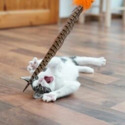 Schlitzohr Federwedel Birdy 3er Pack -Haustierprodukte b2468018bd2b888c11ee64154d86732de60c7830 1659562 de DE 7d36675a42a956412d003b03e1f072b0ae0379063UsHBd