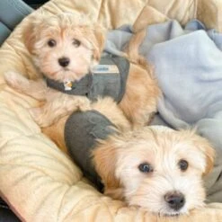 Thundershirt Beruhigungsweste Grau XS -Haustierprodukte b73ccfbb685e050e9f2290d960047b91d2dcc354 1102942 3