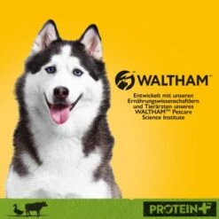 Pedigree Dose Protein+ In Pastete 12x800g Rind Mit Ente -Haustierprodukte b8eb9ec98b8dd8b6965fd67274e584737df210a1 1394131 de DE pedigree 1