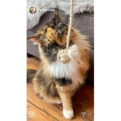 Kater Kasimir Deluxe Set Mit 9 Beliebten Katzenspielzeugen Aus Naturmaterial Und Handgemachtem CATMOM Armband -Haustierprodukte b933584b7dcd56603dddd340f05442bfffc43e18 1408141 de DE 8e1afbeea10c4c53b2e3c89a347993a00031803ayqowzr