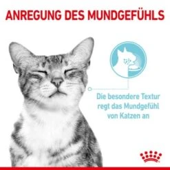 ROYAL CANIN SENSORY Smell Taste Feel Multipack In Soße 12x85g 13 ROYAL CANIN SENSORY Smell Taste Feel Multipack In Soße 12x85g -Haustierprodukte baf00e5a4ea333c520344ef894e9fb2288f0a042 9c83d499e727e5db35146871f29c330f64074010