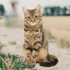 REAL NATURE Classic Kittenpaket 6x400g -Haustierprodukte bc56b458619aa86240780c2f64ff928db9b8da6b 1246887 de DE Real Nature Original Cat Bild 3