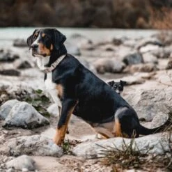 THE DOG IDEA Boho-Chic Halsband Nude S -Haustierprodukte bd143607b5a37bfe3935f3c11e119e99ebcdd00a 1662749 de DE b0e815e9f94d2e5fac2e82e30eba142c4805189alV1Qmy