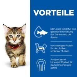 Hill's Science Plan Kitten Thunfisch 7 Kg -Haustierprodukte c6fb28c1a799efc2b3725ee5b7be61613fad29ae 52742024431 4