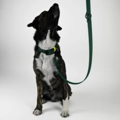 THE DOG IDEA Biothane Hundeleine Dunkelgrün -Haustierprodukte c89b8e7b0970fe23476931915a658b9be6e8b8e8 1674192 de DE 0c1fcbe918e3ae6a5aa177080315be9e4fe07940uQibF1