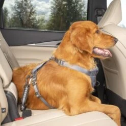 Kurgo Swivel Tether Hunde-Sicherheitsgurt 15 Kurgo Swivel Tether Hunde-Sicherheitsgurt -Haustierprodukte c98a15677fc1e1c0088cc106fa72aafcce31bfb5 1481164 de DE 10f0e4a045b293db8a7afa74d0d304771f3abc73tkmK3m