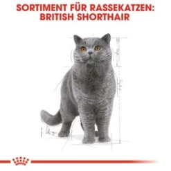 ROYAL CANIN British Shorthair 12x85g -Haustierprodukte cef864a6d96bd724a83d6f9b8b025859b152e48f 162627d7285521633865f39e7637e23ccc5e9a86