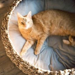 District 70 COCOON Natural M 11 District 70 COCOON Natural M -Haustierprodukte d1bca9000c27271741682ed9d9947040fa216679 010fccd4edaf289528235b12a94f95e756b71b5e