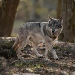 REAL NATURE WILDERNESS Adult Mixpaket 6x800g Mixpaket 1 -Haustierprodukte d8df16d01d44eca47dceb4029baf88ff4ded8402 1248542 de DE Real Nature Wilderness Dog bild