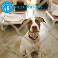 ADAPTIL Calm Halsband Anti Stress Erziehungshalsband S-M 14 ADAPTIL Calm Halsband Anti Stress Erziehungshalsband S-M -Haustierprodukte d9bbd74a63f2c6a012923d517365dbb7e82e2006 1204441 9