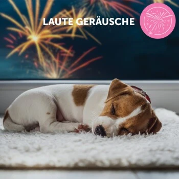 ADAPTIL Junior Halsband Anti Stress Erziehungshalsband 10 ADAPTIL Junior Halsband Anti Stress Erziehungshalsband – Bild 10