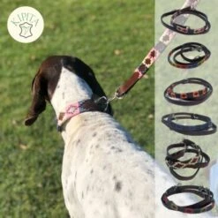 Kipita Polo Hundeleine Rainbow -Haustierprodukte dd517b022dd39d436c7ddc7690b97a5c4f7e57ec 1410959 de DE a7397b328ffff38505bae2e7c9f087e08f5de0f5sS4rT4