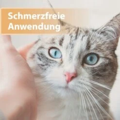 Felisept Wundgel 20ml 8 Felisept Wundgel 20ml -Haustierprodukte e40e3e95a03fb00c1318f0e5b318422377d5a3ac 1396291 de DE e6f6116196c434f816ff510902765d32eaff788cDpbYBX