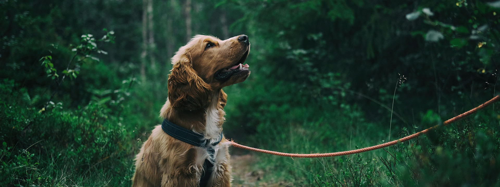 Haustierprodukte 1 Haustierprodukte -Haustierprodukte pexels jagheterjohann 1254140